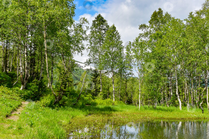 Скачать Таежный пейзаж фотосток Ozero