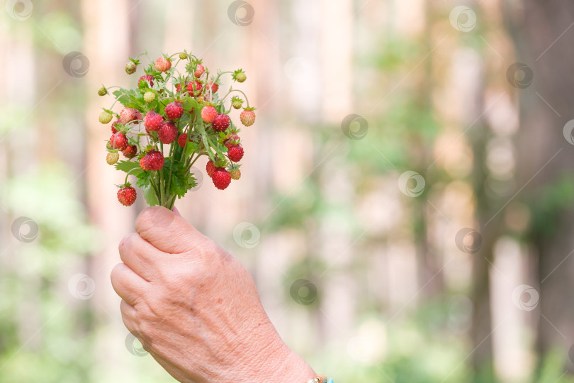 Скачать букет из спелой земляники в женской руке фотосток Ozero
