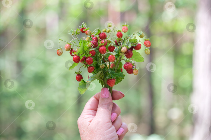 Скачать букет из спелой земляники в женской руке фотосток Ozero