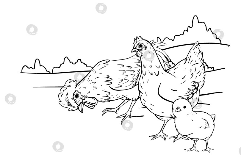 Скачать Нарисованная тушью иллюстрация с изображением курицы, петуха и цыпленка, прогуливающихся по сельскому пейзажу с отдаленными холмами. Идеально подходит для брендинга сельской местности, эко-упаковки, текстильных принтов, образовательных фермерских проектов. фотосток Ozero