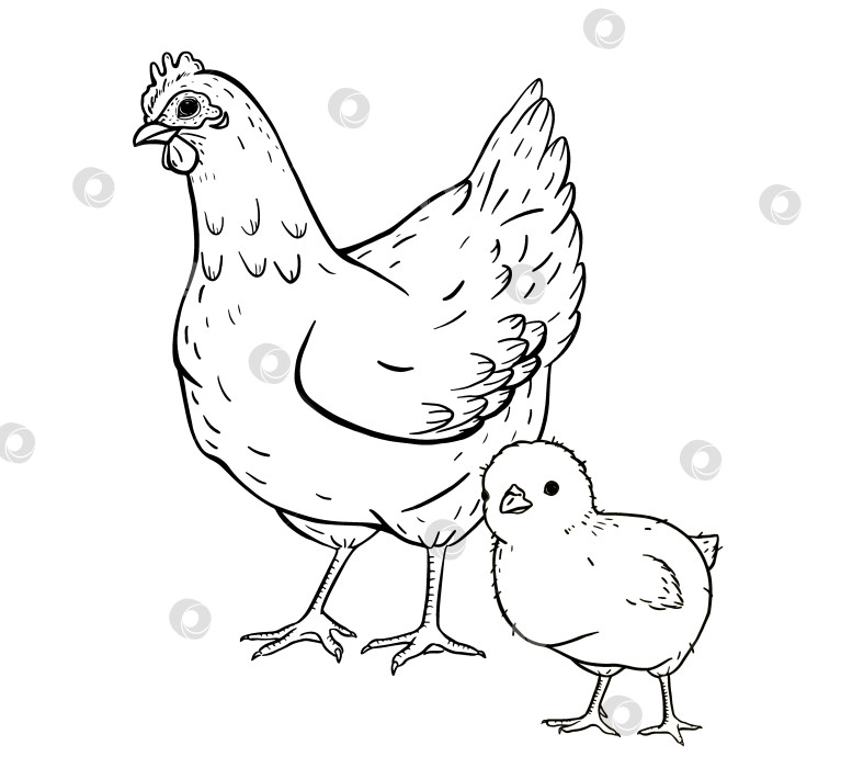 Скачать Тушью нарисованы курица и цыпленок, стоящие рядом, символизирующие семейную заботу. Идеально подходит для оформления ферм, детских принтов, текстиля для сельской местности, эко-упаковки и иллюстраций деревенского образа жизни. фотосток Ozero