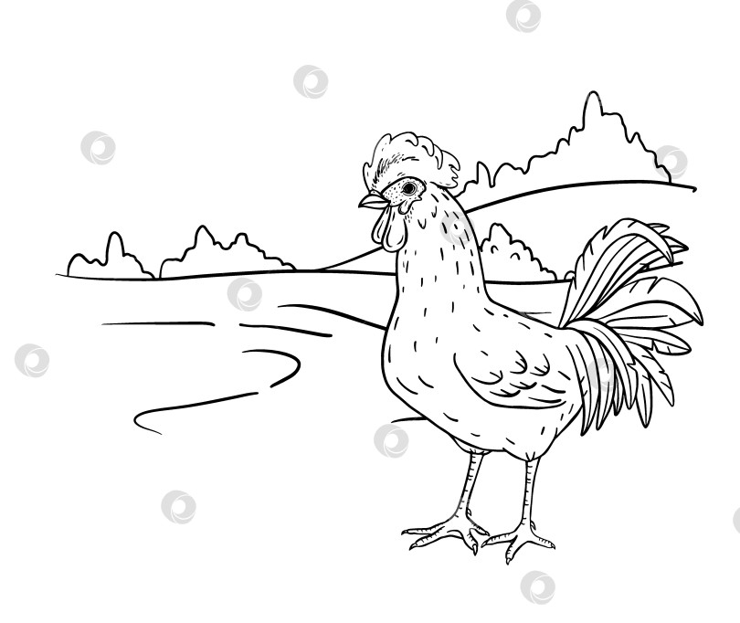 Скачать Нарисованный от руки тушью петух, гордо стоящий на фоне мягкого сельского пейзажа. Идеально подходит для деревенского брендинга, эко-упаковки, текстильных принтов, декора кухни, дизайнерских проектов в фермерском стиле. фотосток Ozero