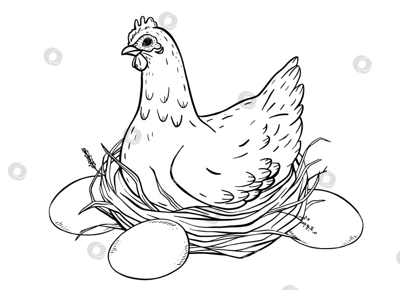 Скачать Подробная иллюстрация в виде курицы, сидящей на гнезде, полном яиц. Идеально подходит для весенне-пасхального дизайна, упаковки фермерских продуктов, кухонного текстиля, загородного декора и проектов на органическую тематику. фотосток Ozero