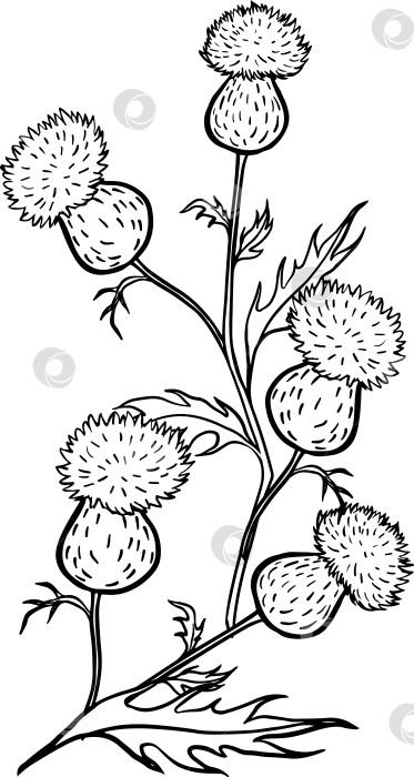 Скачать Подробная иллюстрация лопуха, выполненная тушью от руки, с заостренными цветочными головками и листьями. Идеально подходит для упаковки трав, ботанических принтов, дизайна текстиля, изучения природы и брендинга органических продуктов. фотосток Ozero