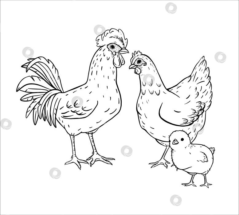 Скачать Тушью нарисованы петух, курица и цыпленок, символизирующие сельскую семейную жизнь. Идеально подходит для брендинга фермерских хозяйств, эко-упаковки, кухонного текстиля, деревенских принтов, товаров на сельскую тематику. фотосток Ozero