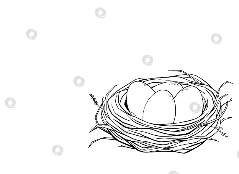 Скачать Подробная рисованная тушью иллюстрация птичьего гнезда с яйцами внутри. Идеально подходит для весеннего дизайна, пасхальных поздравительных открыток, эко-упаковки, текстиля, обоев и украшения натуральными продуктами. фотосток Ozero