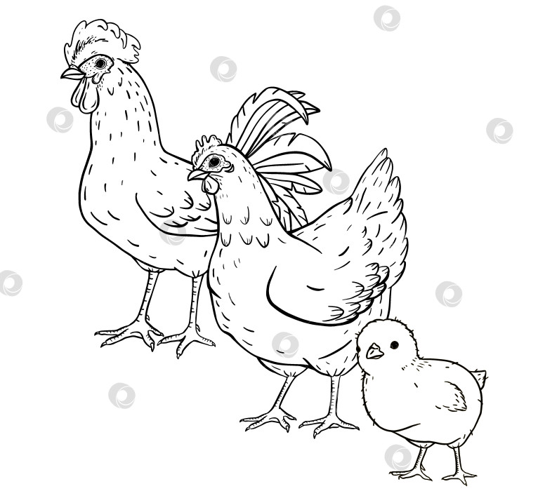 Скачать Нарисованные от руки тушью курица-петух и цыпленок прогуливаются по сельскому пейзажу с отдаленными холмами. Идеально подходит для брендинга сельской местности, эко-упаковки, текстильных принтов, образовательных фермерских проектов. фотосток Ozero