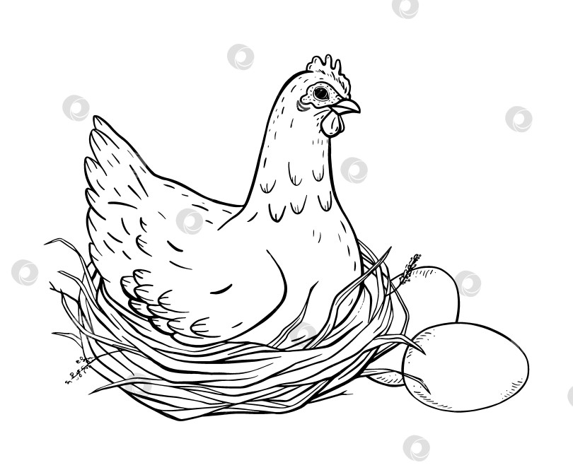 Скачать Детальный рисунок тушью, изображающий курицу, сидящую на гнезде с яйцами. Простая композиция в деревенском стиле идеально подходит для пасхальных проектов, органической упаковки, принтов в стиле сельской местности и дизайна этикеток ручной работы. фотосток Ozero