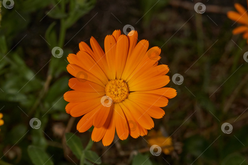Скачать Календула цветет на лужайке в саду. фотосток Ozero