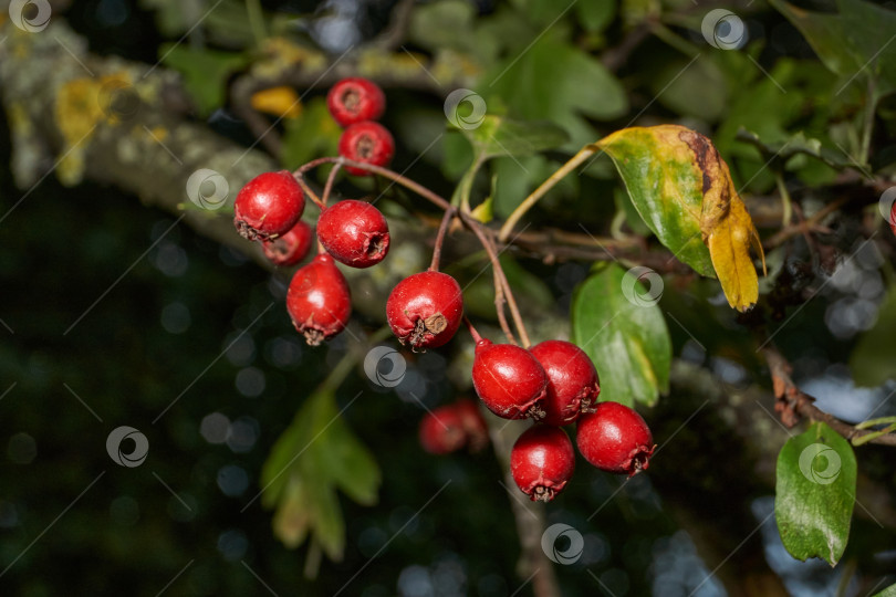 Скачать Крупный план плодов боярышника среди зеленой листвы. фотосток Ozero