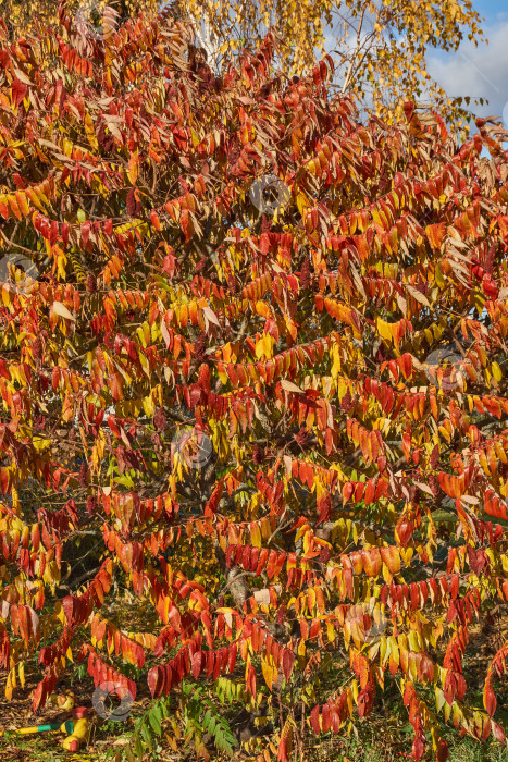 Скачать Куст сумаха с яркими осенними листьями. Осенние краски на листьях сумаха. фотосток Ozero