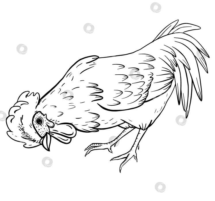 Скачать Иллюстрация в винтажном стиле с изображением петуха, который наклоняется, чтобы поклевать пищу. Нарисованный от руки рисунок животного с фермы для сельского хозяйства, сельской жизни, раскрасок, концепций органических продуктов питания или детских книг. фотосток Ozero