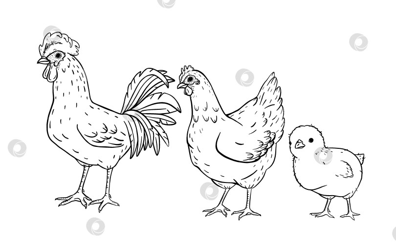 Скачать Нарисованный от руки эскиз фермы с петухом, курицей и маленьким цыпленком в винтажном сельском стиле. Классическая сцена с домашним скотом в сельской местности для сельскохозяйственного образования, упаковки, детских книг или брендинга эко-фермы. фотосток Ozero