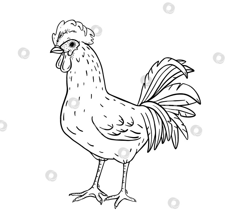 Скачать Нарисованный от руки тушью петух в винтажном фермерском стиле. Элегантный детализированный эскиз идеально подходит для сельскохозяйственного брендинга, упаковки органических продуктов питания, раскраски на тему традиций и сельской местности. фотосток Ozero