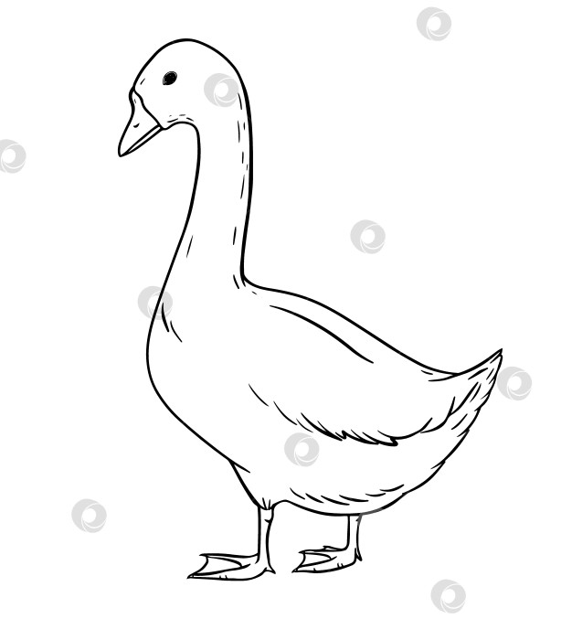 Скачать Фермерский гусь, нарисованный в простом ручном стиле, спокойно стоит как символ сельской жизни. Традиционная домашняя птица, встречающаяся на деревенских фермах и в народной культуре. Иллюстрация в нежном винтажном стиле. фотосток Ozero