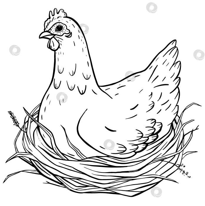 Скачать Нарисованная от руки иллюстрация с изображением сидящей фермерской курицы, мирно отдыхающей в соломенном гнезде. Винтажный эскиз в деревенском стиле. Подходит для обучения сельскому хозяйству, упаковки, детских книг или оформления сельской местности. фотосток Ozero