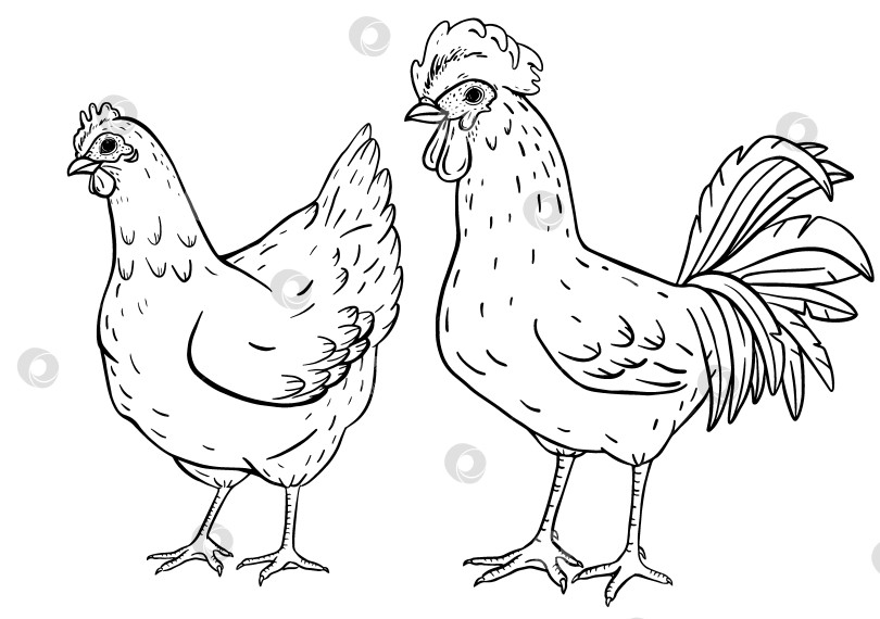 Скачать Пара куриц и петух в стиле винтажной фермерской иллюстрации. Символ семьи, сельских традиций и натурального сельского хозяйства. Классическая деревенская домашняя птица, нарисованная вручную с характером и очарованием. фотосток Ozero