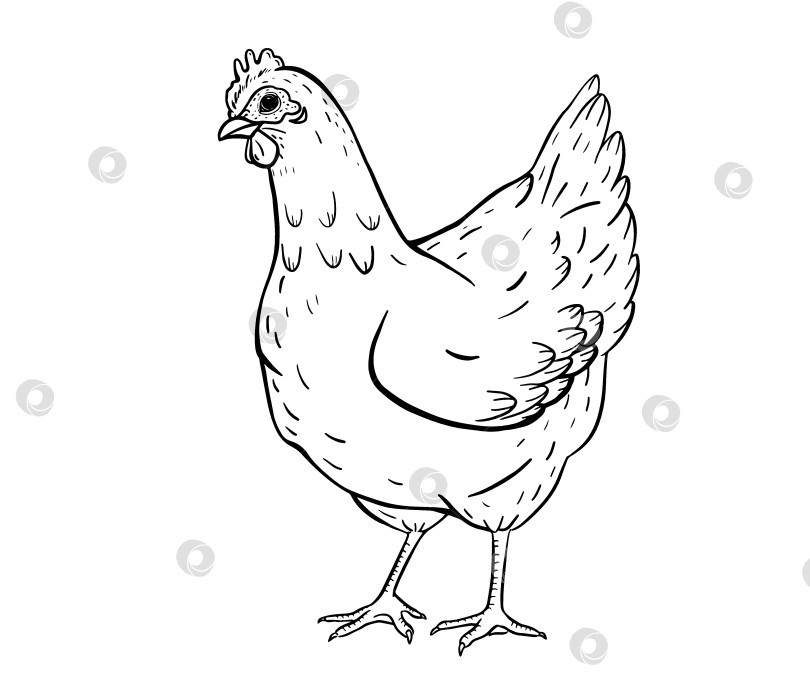 Скачать Нарисованная от руки иллюстрация стоящей курицы в классическом винтажном фермерском стиле. Рисунок сельской домашней птицы подходит для обучения сельскому хозяйству, упаковки, брендирования эко-ферм или детских книг. фотосток Ozero