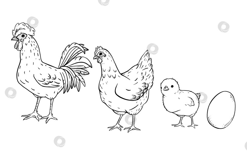 Скачать Винтажная иллюстрация фермы с курицей, петухом, маленьким цыпленком и яйцом, выполненная в простом рисованном стиле. Сцена с домашним скотом в сельской местности для дизайна сельского хозяйства, упаковки или обучения детей в сельской местности. фотосток Ozero