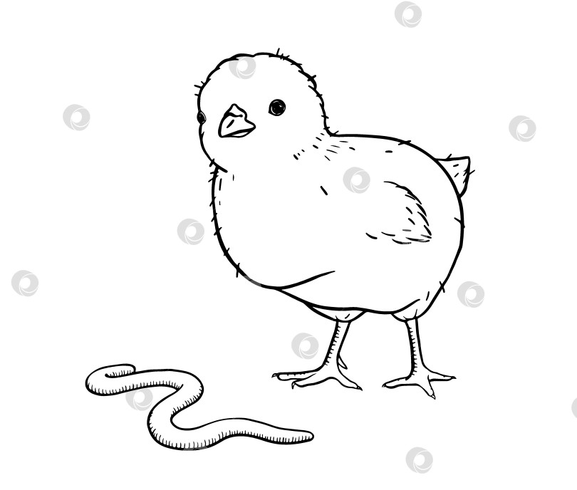 Скачать Фермерский цыпленок в стиле лайн-арт с червячком рядом. Простой деревенский рисунок, отражающий естественный инстинкт кормления, идеально подходит для сельской жизни, детской книги или оформления на весеннюю тематику. Нежная иллюстрация тушью. фотосток Ozero