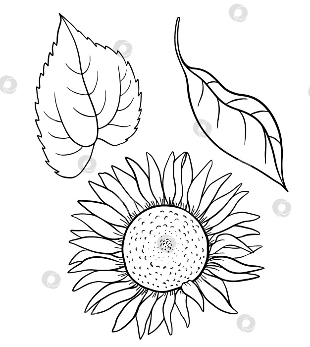 Скачать Черно-белая иллюстрация подсолнуха, нарисованная вручную тушью, с листьями в винтажном ботаническом стиле. Подробный природный эскиз, подходящий для цветочного дизайна, экобрендинга, органической упаковки, иллюстрации природы. фотосток Ozero