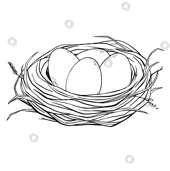 Скачать Нарисованное от руки птичье гнездо с тремя яйцами в деревенском природном стиле. Винтажный эскиз подходит для весенней тематики, надписей на фермах, иллюстраций дикой природы или детского развивающего дизайна. фотосток Ozero