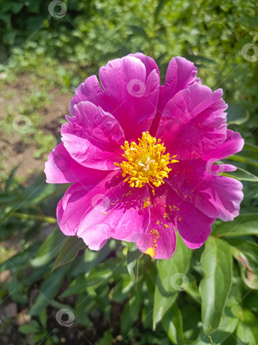 Скачать Розовый цветок пиона в саду крупным планом олицетворяет красоту и природу фотосток Ozero