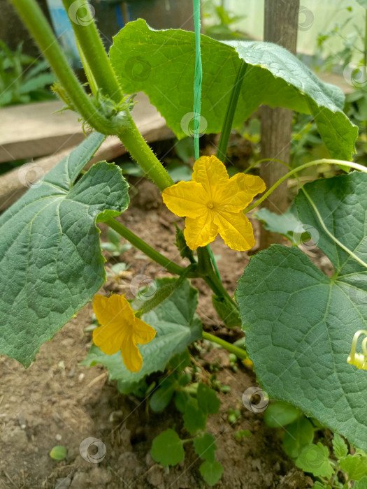Скачать Огуречное растение с ярко-желтыми цветами в саду крупным планом, представляющее сельское хозяйство и рост фотосток Ozero