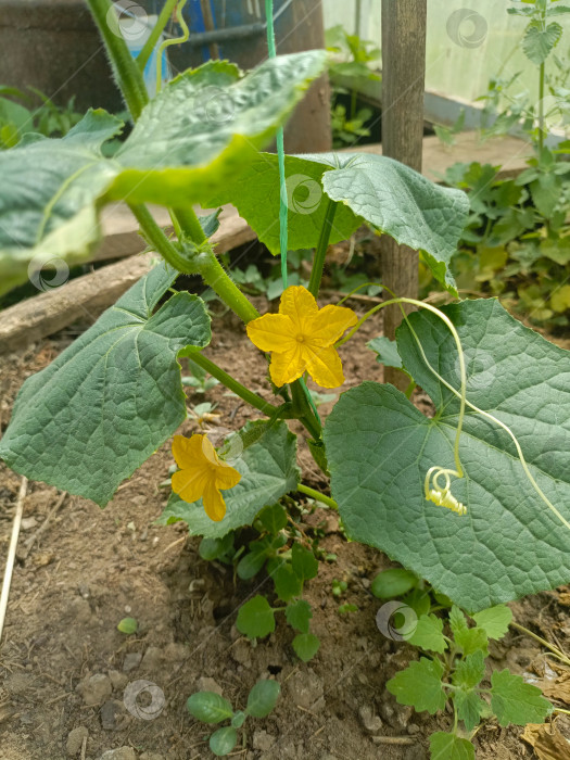 Скачать Растение огурца, цветущее желтыми цветами в теплице, символизирующей органическое земледелие фотосток Ozero