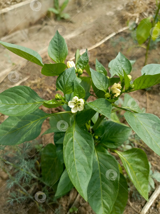 Скачать Растение перца с белыми цветами в саду, символизирующее начало сбора урожая фотосток Ozero
