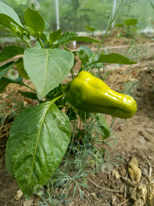 Скачать Молодой кустик перца нежно цветет на пышной садовой клумбе фотосток Ozero