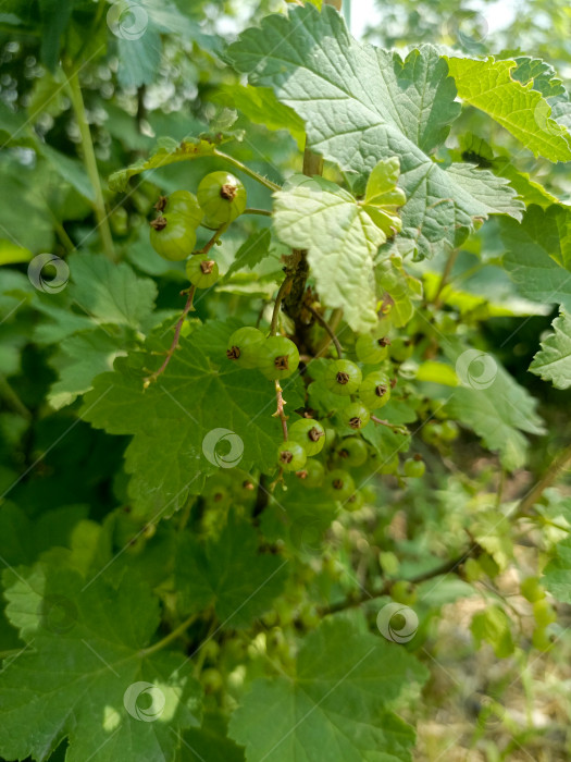 Скачать Гроздь незрелой зеленой смородины на кусте символизирует рост и летний сезон фотосток Ozero