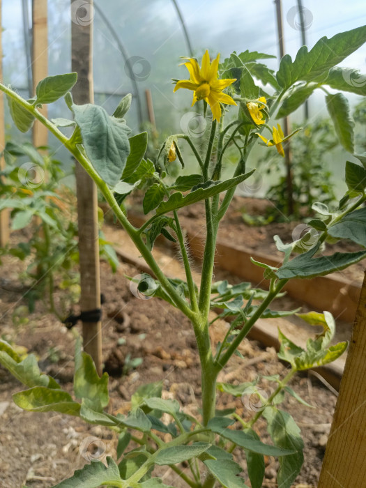 Скачать Растение томата с желтыми цветами в теплице, символизирующее домашнее садоводство и органические продукты питания фотосток Ozero