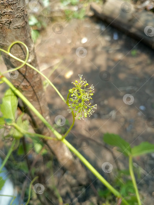 Скачать Цветущая виноградная лоза крупным планом на размытом фоне символизирует новую жизнь и весну фотосток Ozero