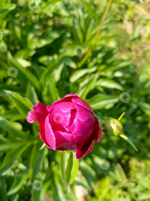 Скачать Розовый бутон пиона в саду крупным планом символизирует предвкушение и красоту фотосток Ozero