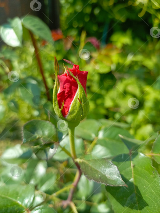 Скачать Красный бутон розы в саду крупным планом символизирует любовь и новые начинания фотосток Ozero