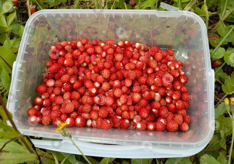 Скачать Земляника в пластиковом контейнере на земле - это свежий урожай и дары природы фотосток Ozero