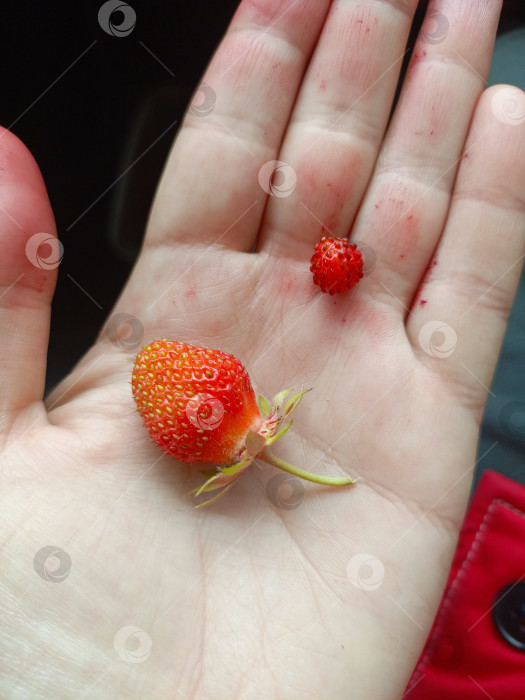 Скачать Рука, держащая две ягоды земляники, символизирует свежую находку и простое удовольствие фотосток Ozero
