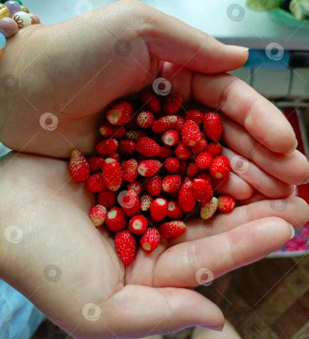Скачать Женские руки в нежной позе сжимают свежую лесную клубнику на размытом фоне, символизирующем летний урожай фотосток Ozero