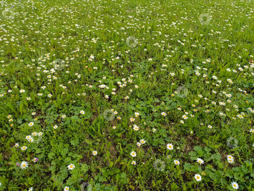 Скачать Поле цветущих маргариток в белых и желтых тонах символизирует лето и красоту природы фотосток Ozero
