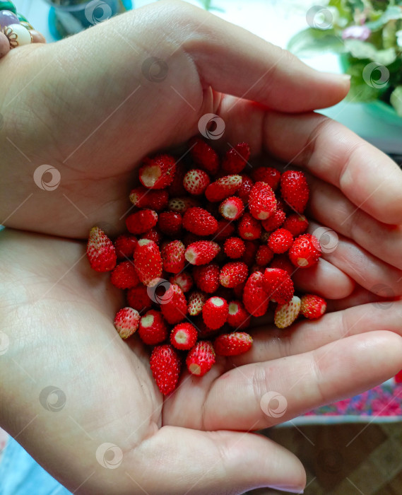 Скачать Женские руки бережно держат горсть свежей красной лесной земляники, символизирующей обильный летний урожай фотосток Ozero