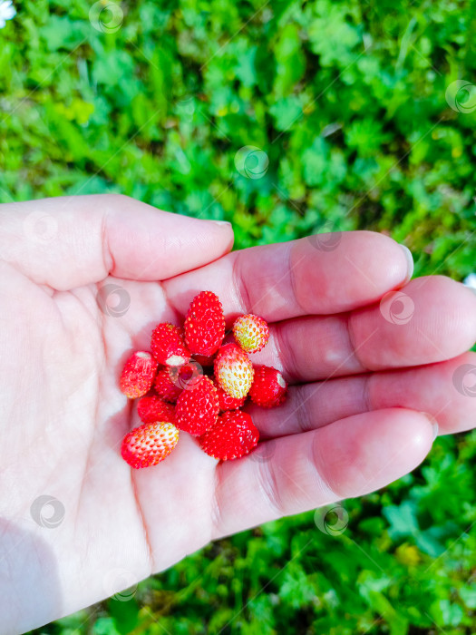 Скачать Рука в нежной позе сжимает ягоду земляники на зеленом поле, символизирующем природное изобилие фотосток Ozero