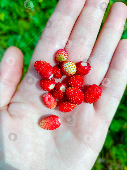 Скачать Раскрытая ладонь человека, предлагающего свежесобранную лесную клубнику на солнечном зеленом фоне фотосток Ozero