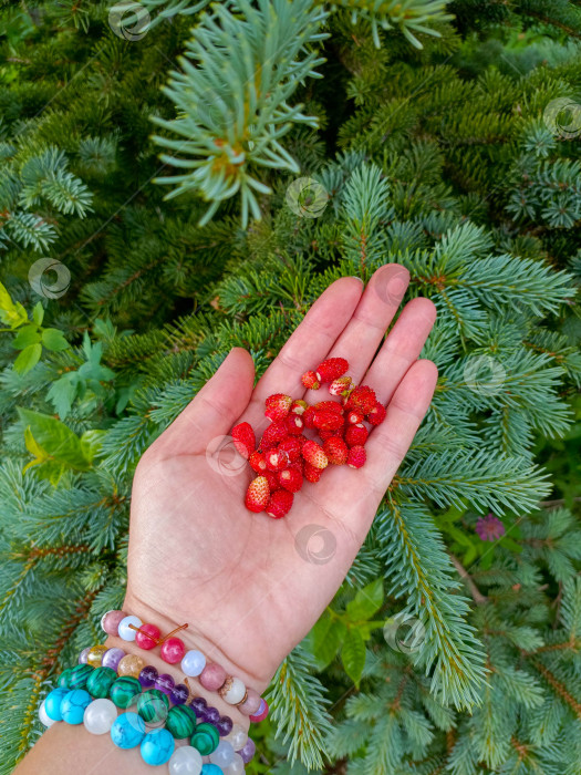 Скачать Рука с браслетами в естественной оправе, держащая лесную клубнику на фоне вечнозеленых ветвей, символизирует связь с природой фотосток Ozero