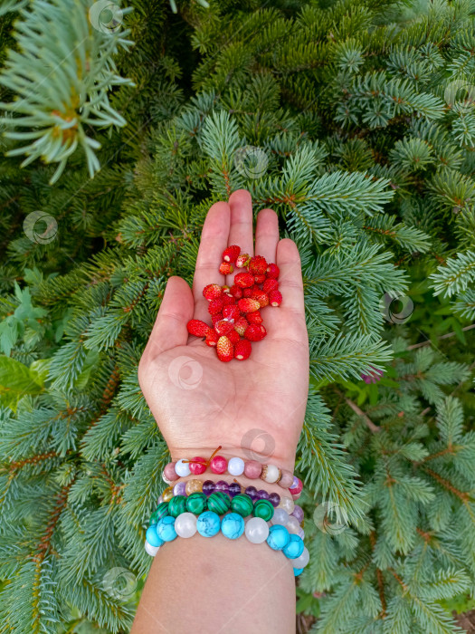 Скачать Рука с браслетами в нежной позе, сжимающая лесную клубнику на фоне пышной зелени, символизирует богемное лето фотосток Ozero