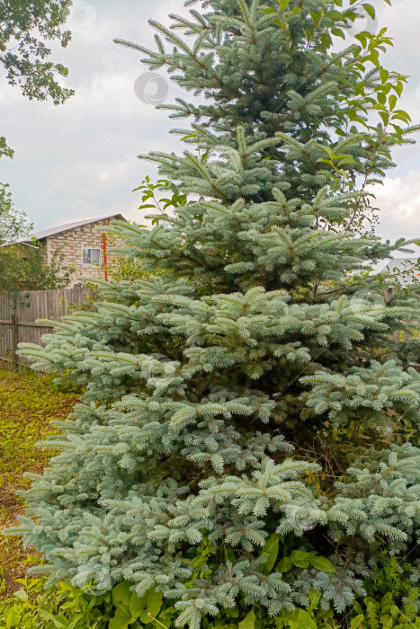 Скачать Голубая ель в саду на фоне кирпичного здания на заднем плане, символизирующего природу пригорода фотосток Ozero
