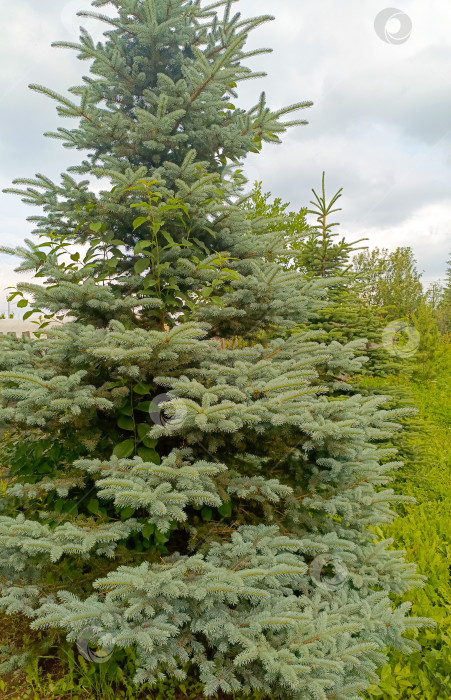 Скачать Голубая ель в естественном стиле, в синих и зеленых тонах, символизирующая зиму и хвойные леса фотосток Ozero