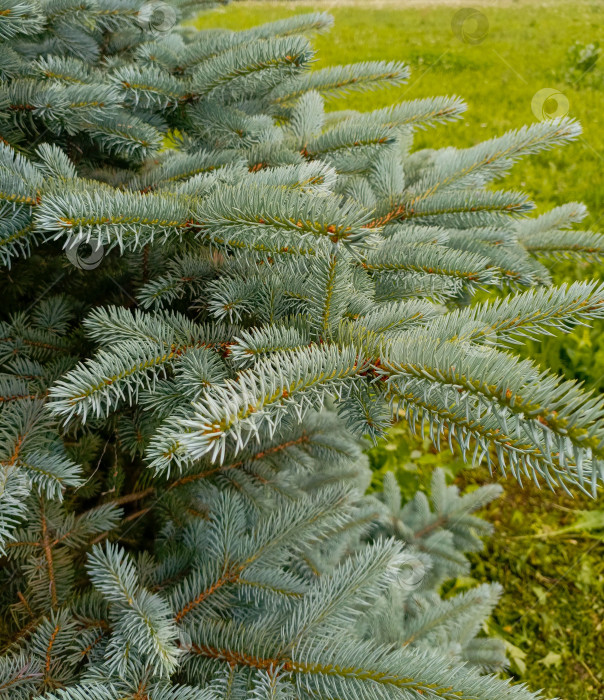Скачать Ветви голубой ели крупным планом, в синих и зеленых тонах, символизирующие природу и зиму с помощью copy space фотосток Ozero