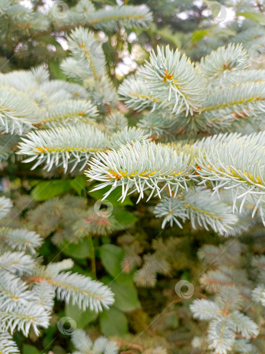 Скачать Ветви голубой ели в стиле макросъемки, в сине-зеленых тонах, передающие природную текстуру с копией пространства фотосток Ozero