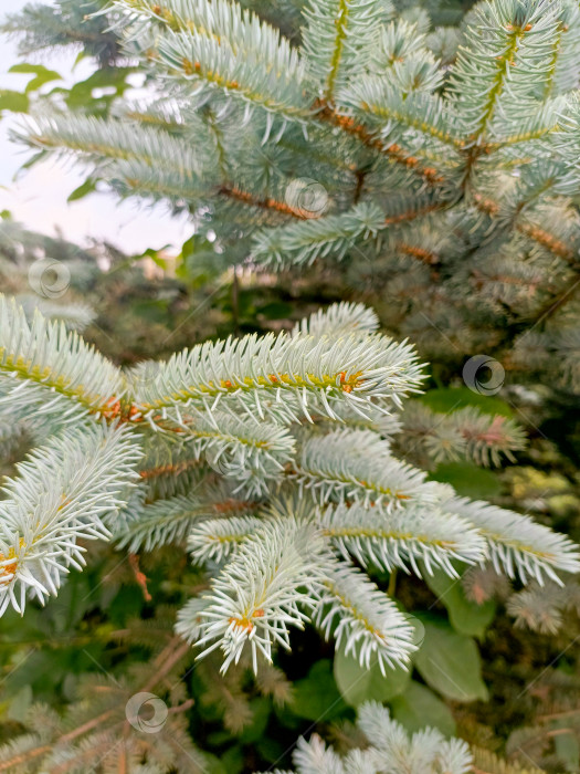 Скачать Хвоя голубой ели в детализированном макростиле, в серебристо-голубых тонах, представляет собой естественные узоры с пространственным воспроизведением фотосток Ozero